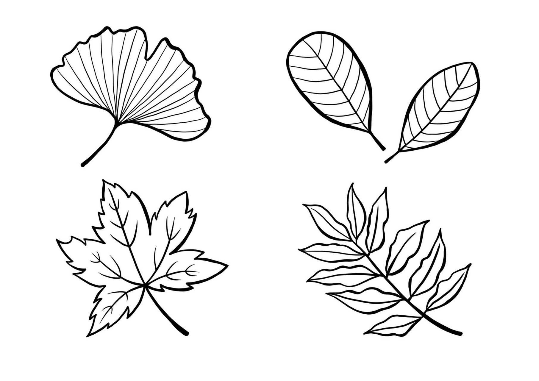 画秋天树叶的简笔画图片