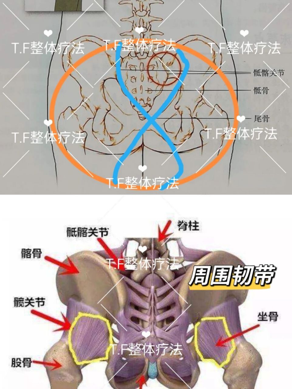 骶骨的位置图图片