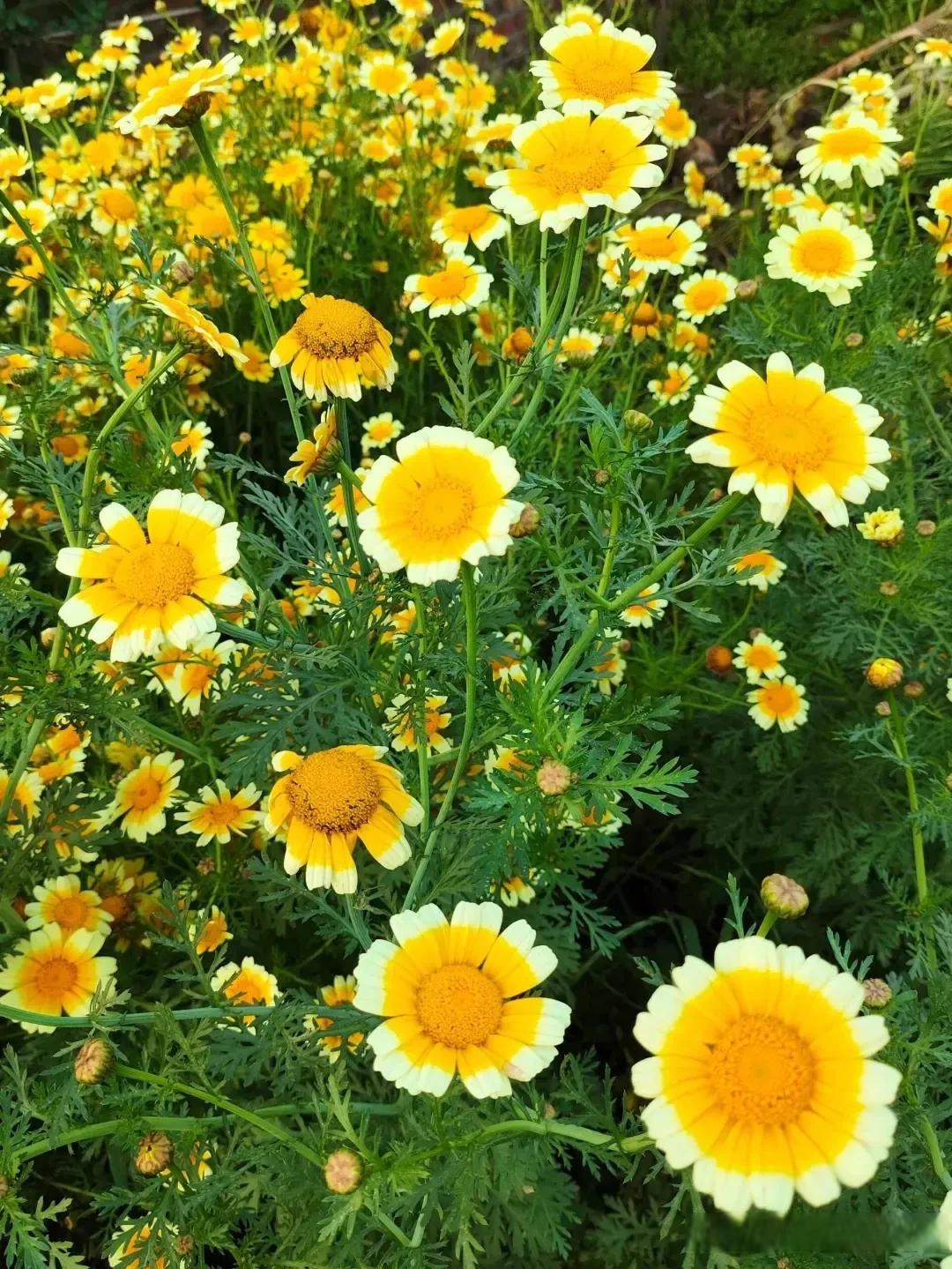 茼蒿作为菊科植物,花色饱满艳丽,完全可以做春季花卉使用;同时茼蒿