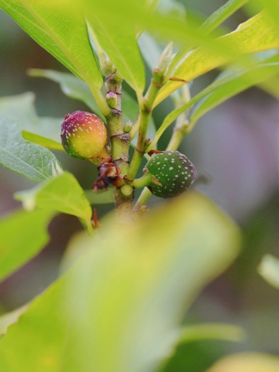 【果之语】牛奶子 学名:菱叶冠毛榕.一种野果,可食,甜而多汁.