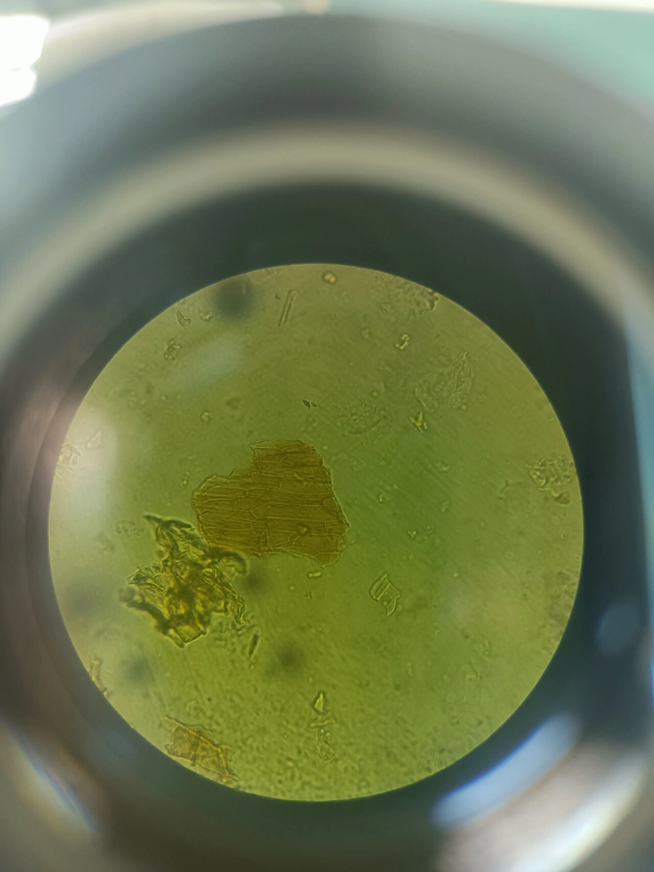 黄连 黄连,石细胞,中柱鞘纤维,鳞叶表皮细胞