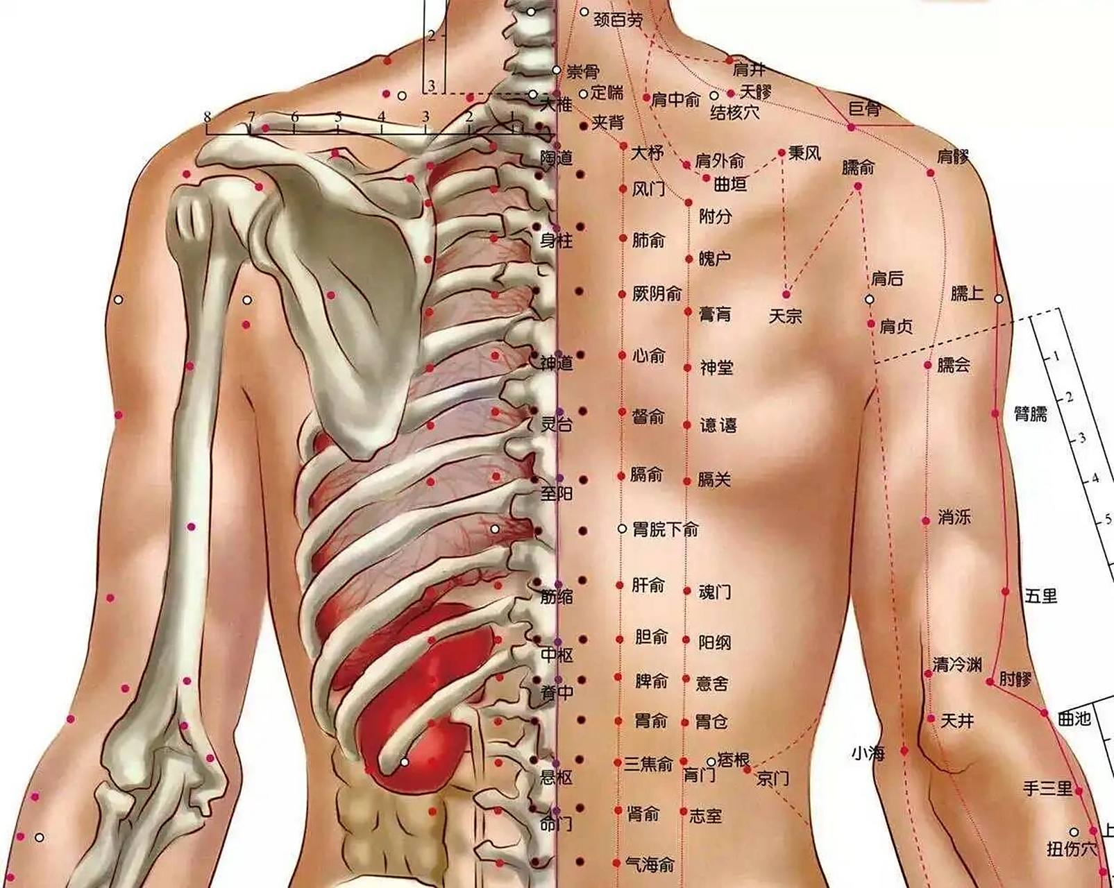 6015多疏通按摩很养生 背部按摩可以疏通经络,缓解肩背部疼痛症状