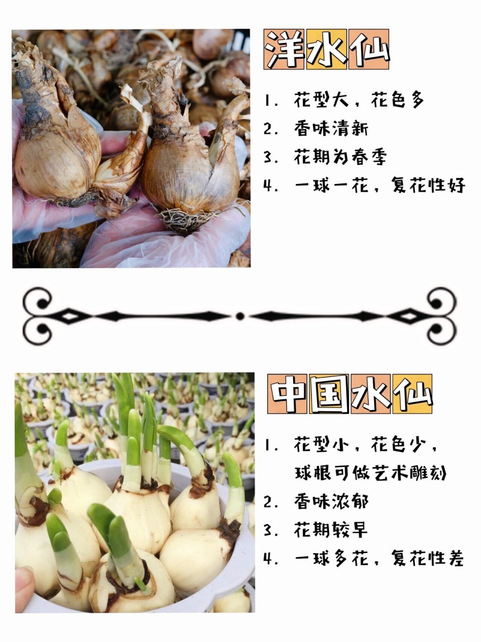 洋水仙90中国水仙|这些区别你知道吗0204 洋水仙和中国水仙同属