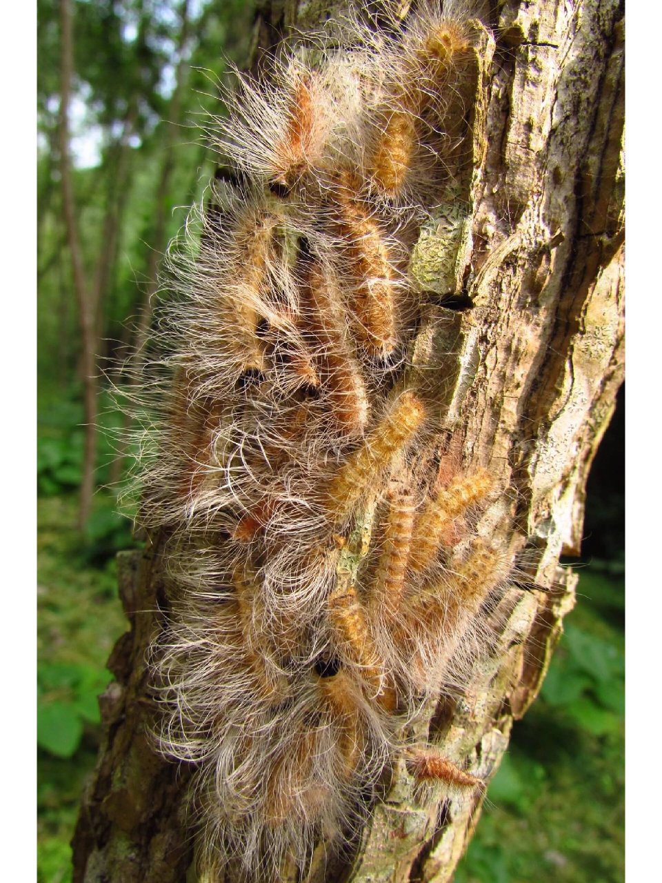 东北杨拉罐 鳞翅目昆虫蛾类的蛹俗称杨拉罐.