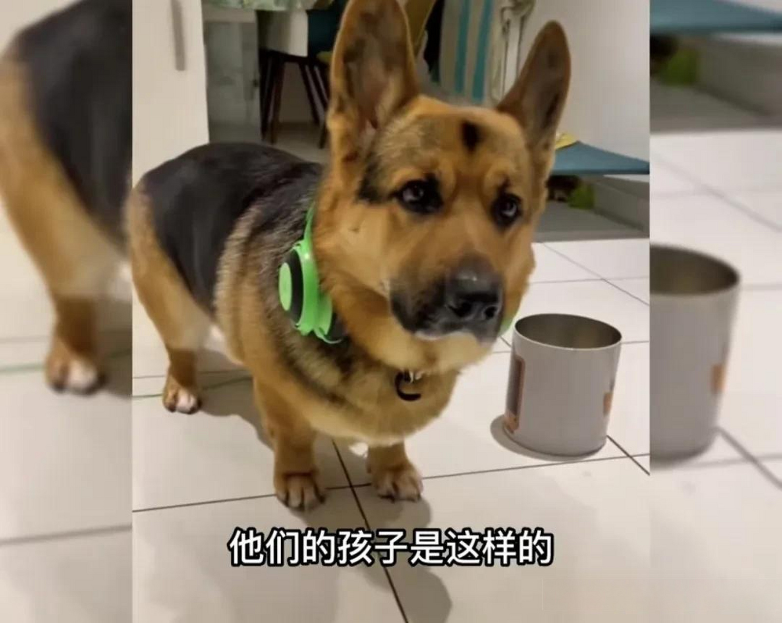 德牧 柯基,柯基短腿基因太强了吧