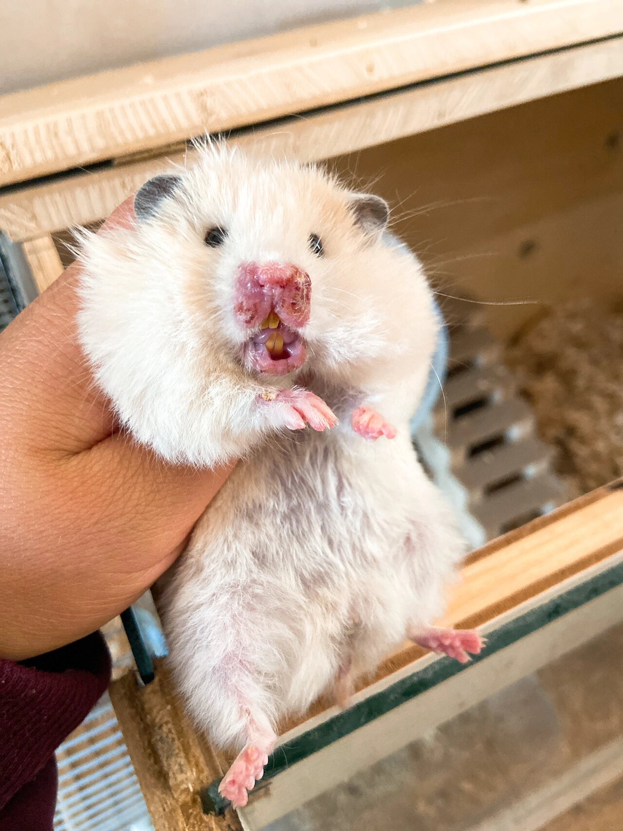 仓鼠同笼打架打死照片图片