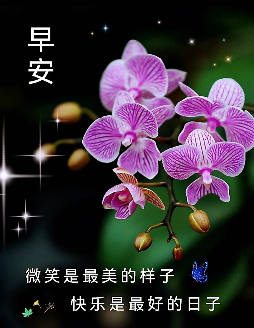 早安图片 微笑是最美的样子 快乐是最好的日子 大家早上好9595.