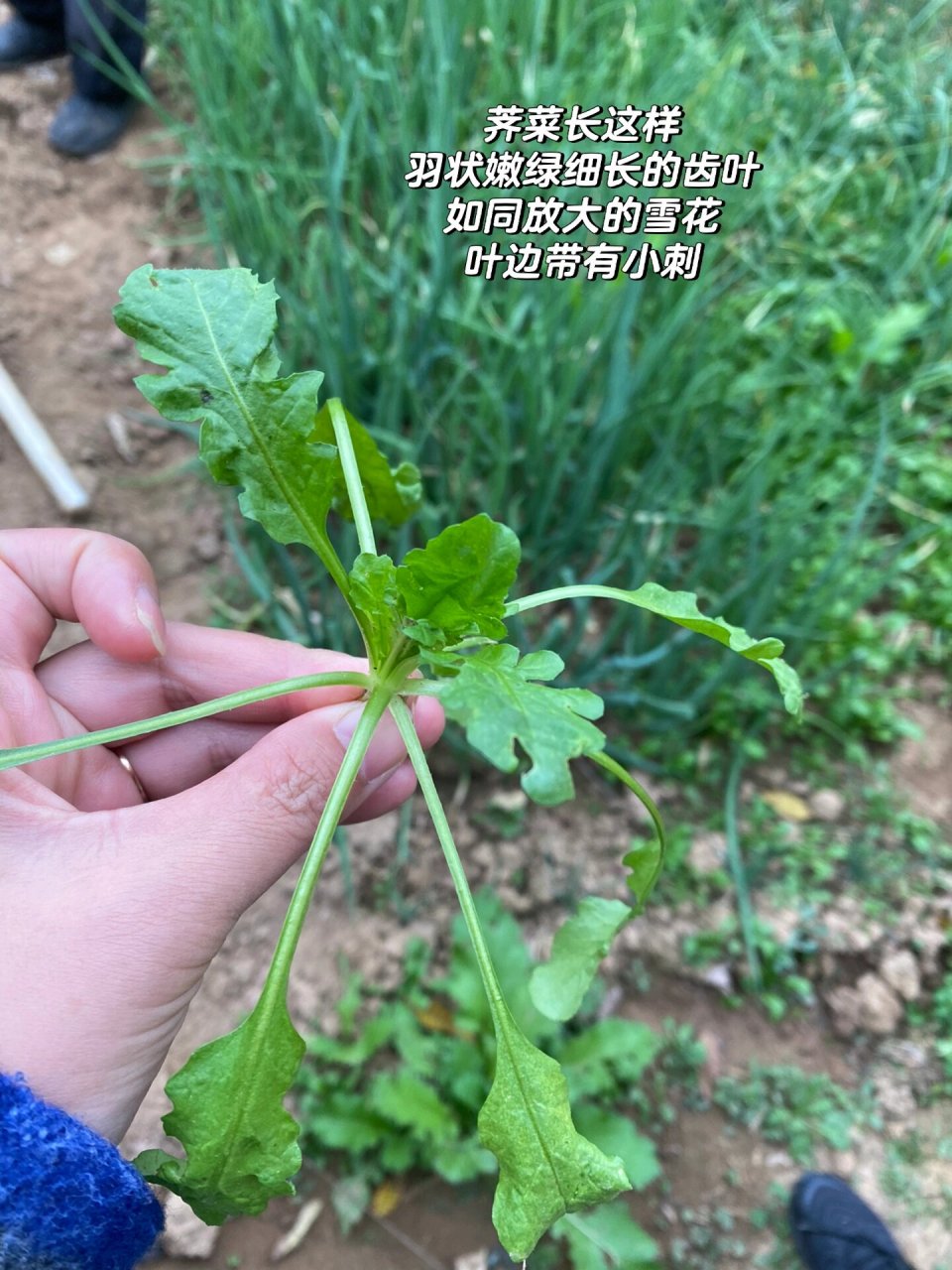 野菜蘑菇丁和蒲公英图片