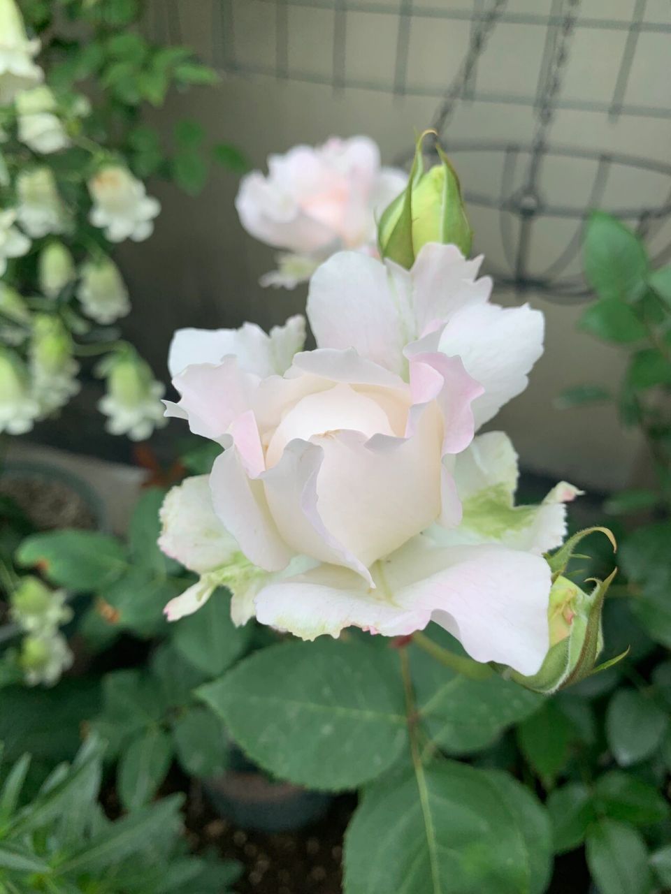 小苗区的月季,乐柏实物真是太惊艳了吧 p1:乐柏,实物超级好看,很仙