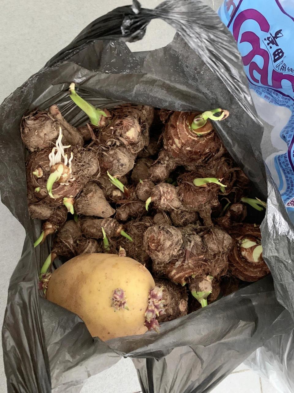 芋头土豆发芽了还能吃嘛?  芋头