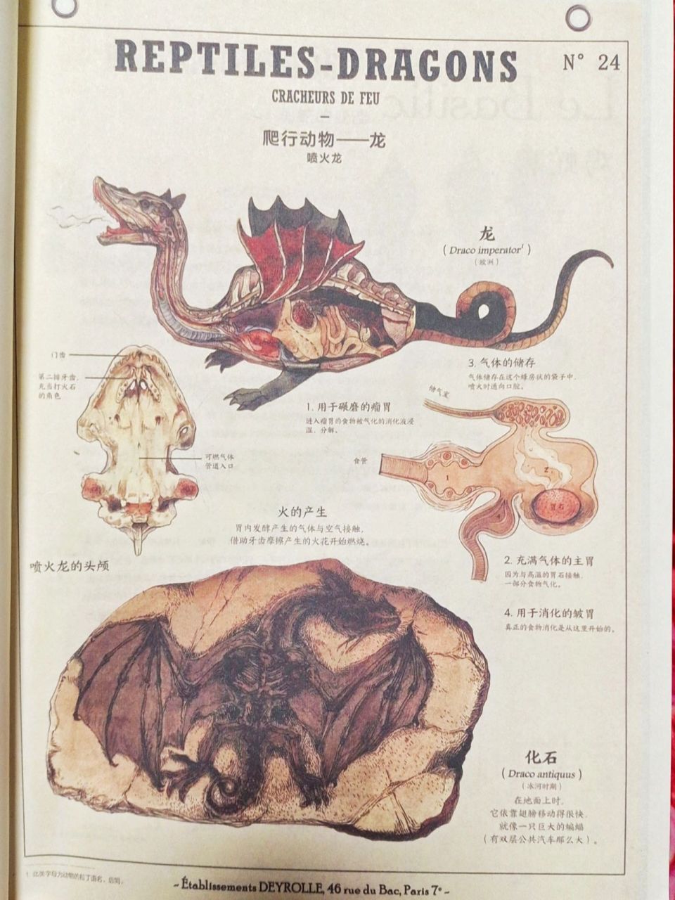 你所不知道的东方龙与西方龙 形态不同 东方龙是蛇一般身躯,无翅膀,有