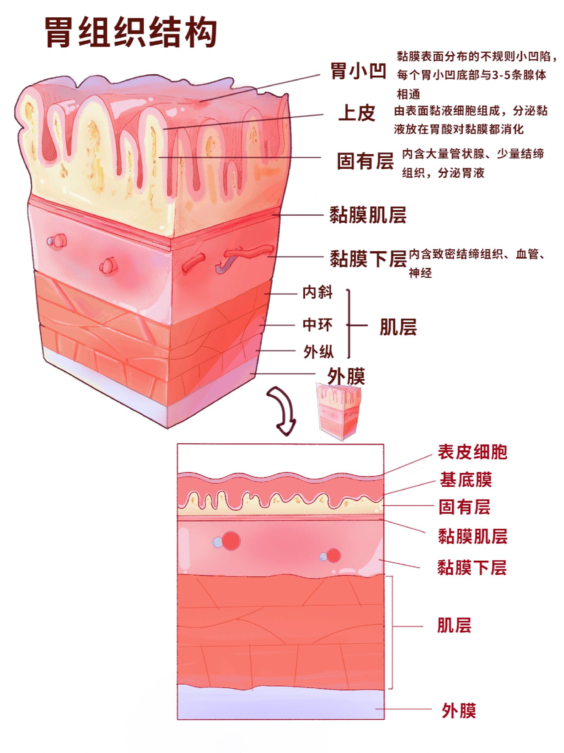 重新学组织学