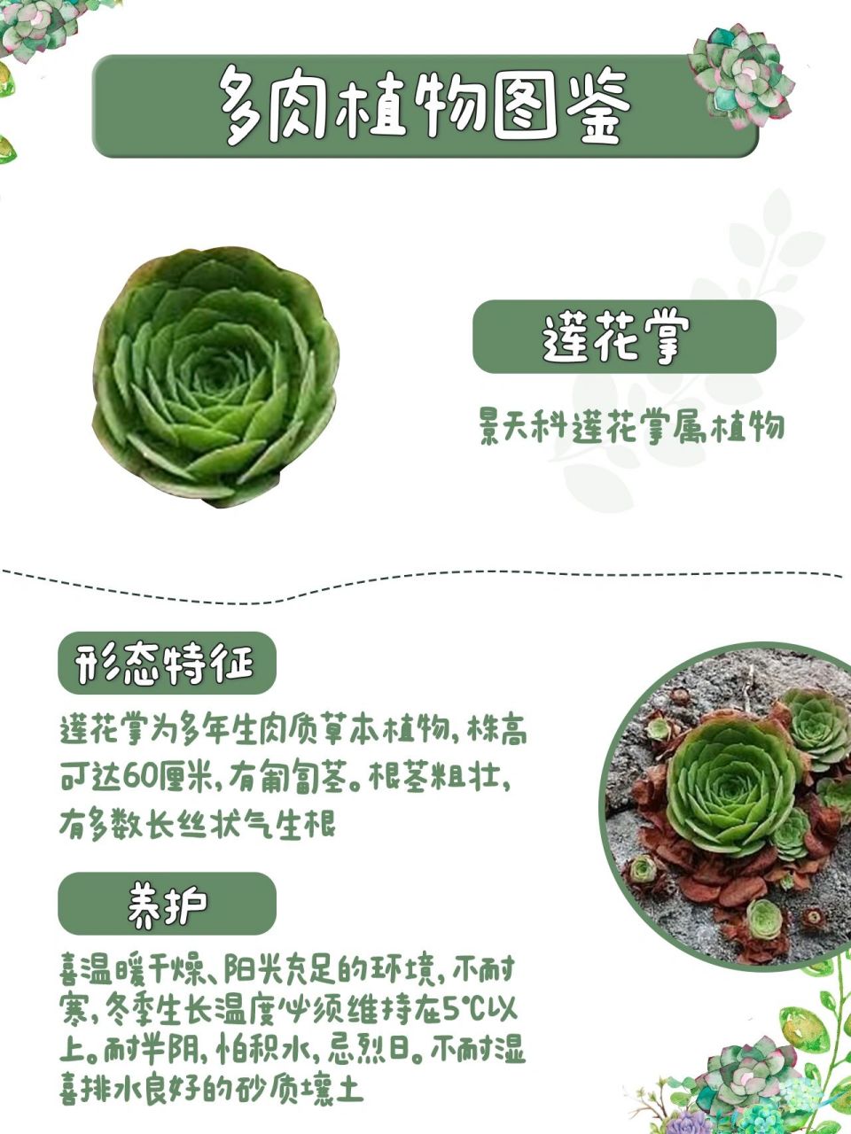 第93期|92莲花掌|每天认识一种多肉 97别名:大座莲 94花语:暂无
