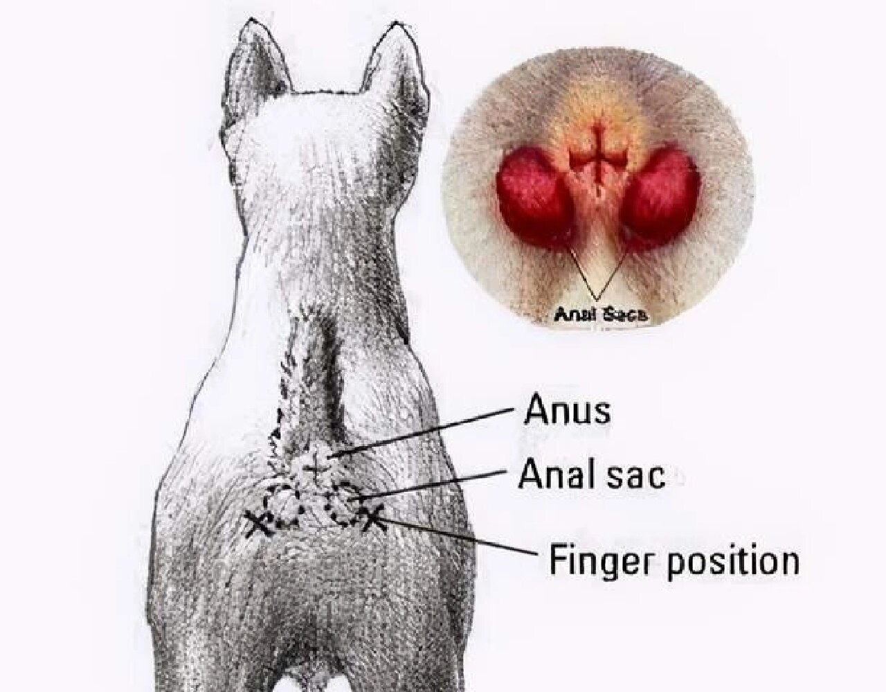 狗狗怎么挤肛门腺图解图片