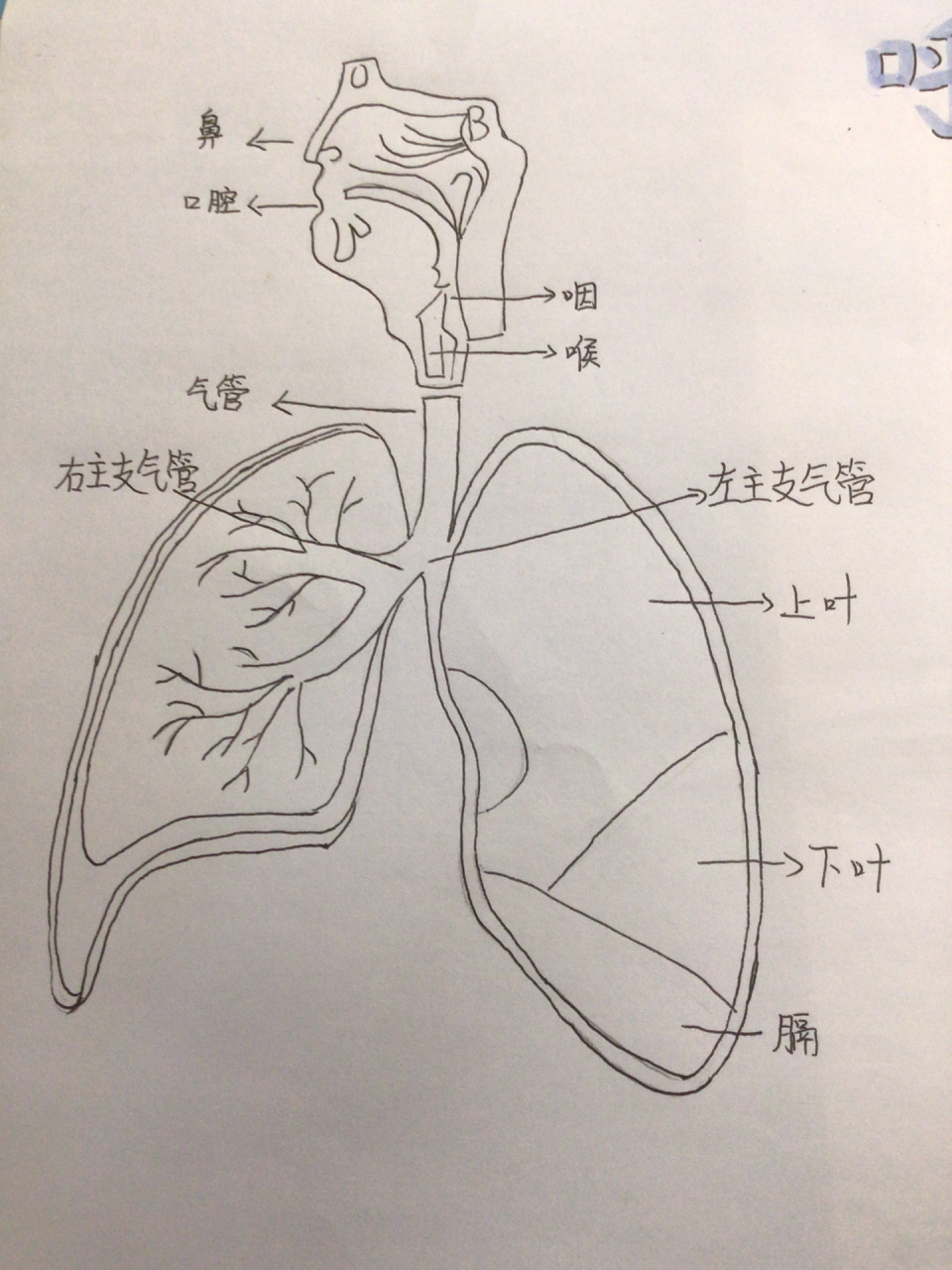 今天是呼吸系统的手抄报～有这项作业的小朋友们快来康康 标题的紫色