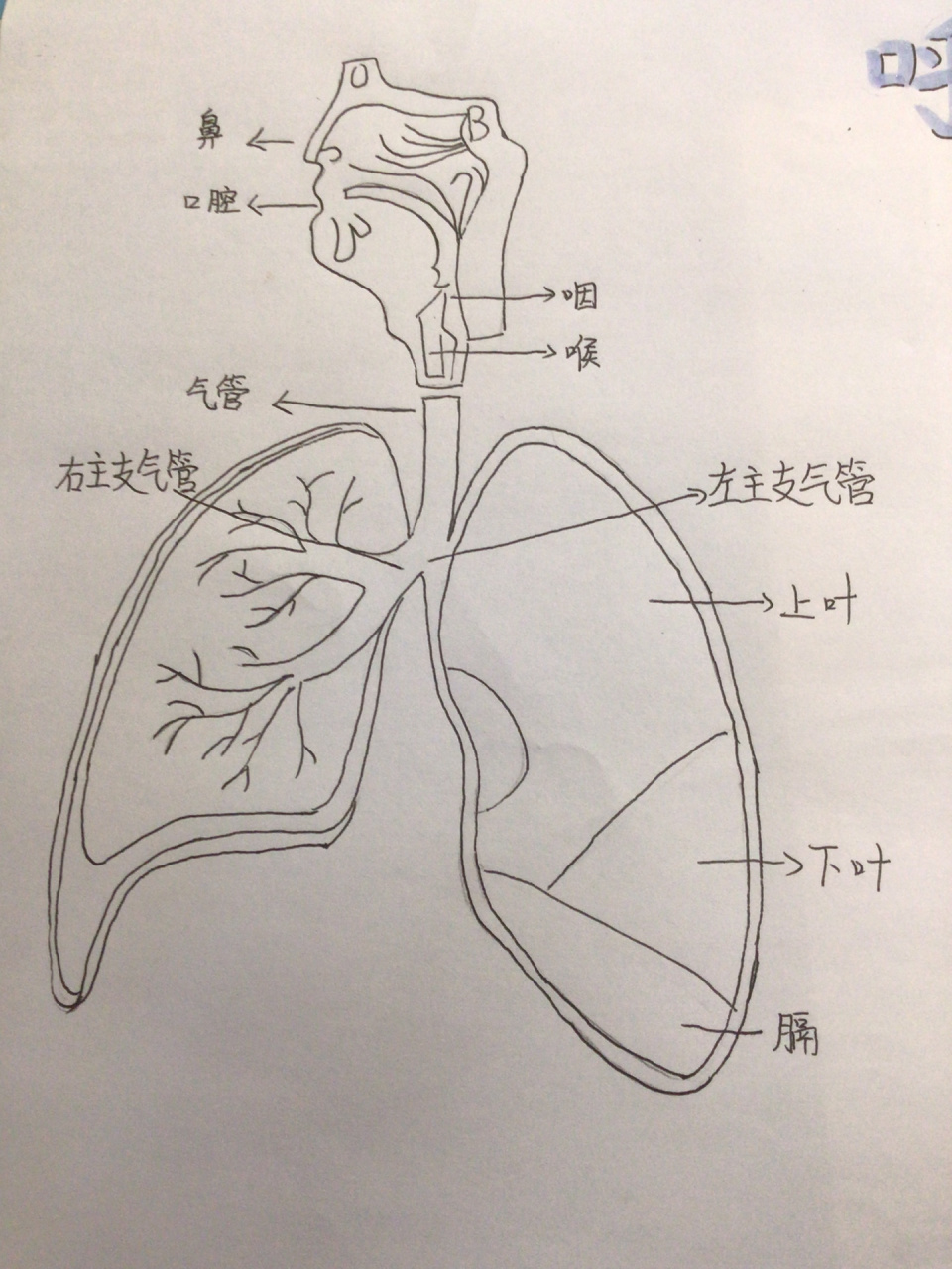 呼吸系统简笔画 卡通图片
