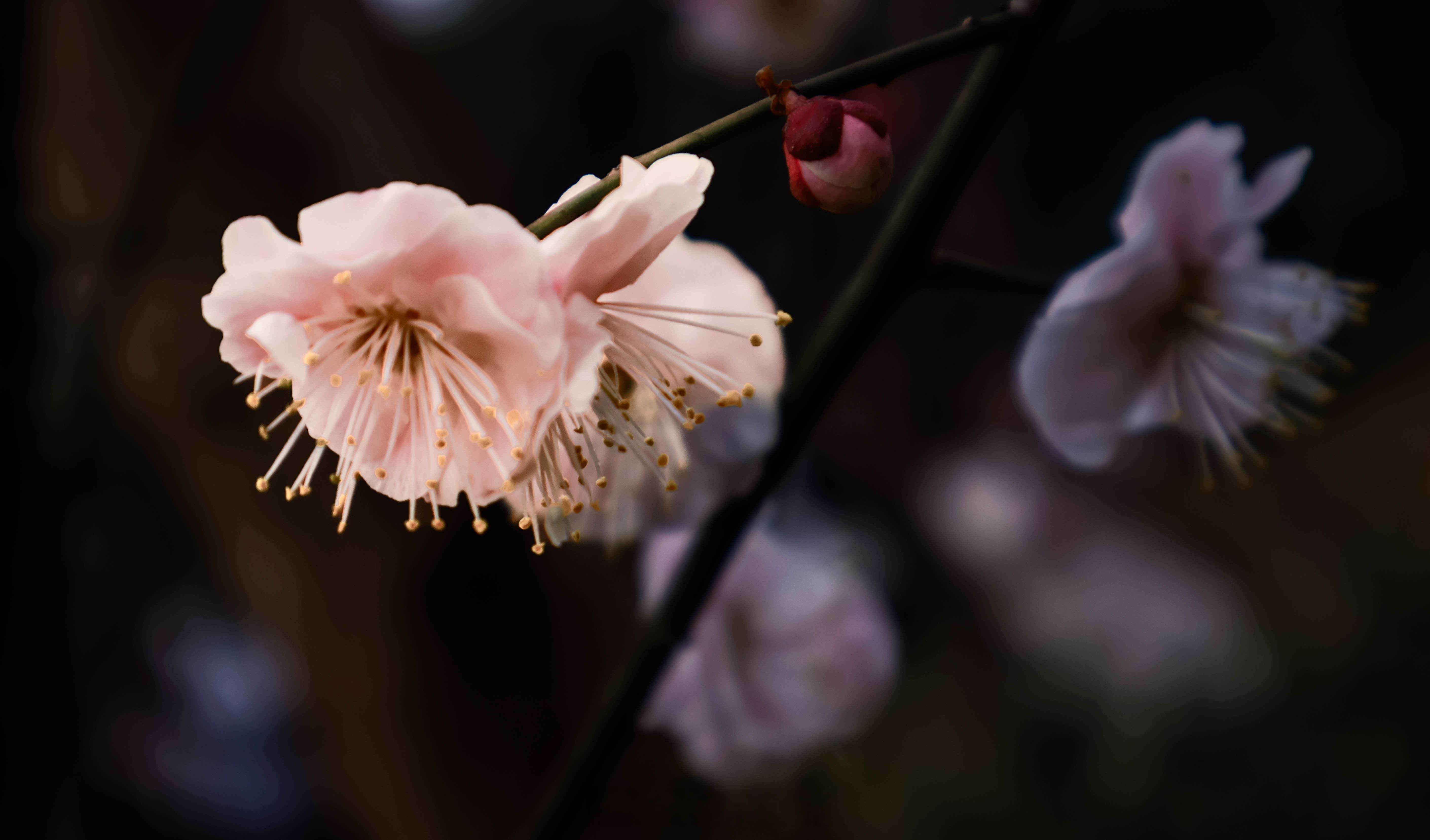 晚安浙里# 春天已来临,有鲜花点缀,尽情绽放青春无悔,春天的人们