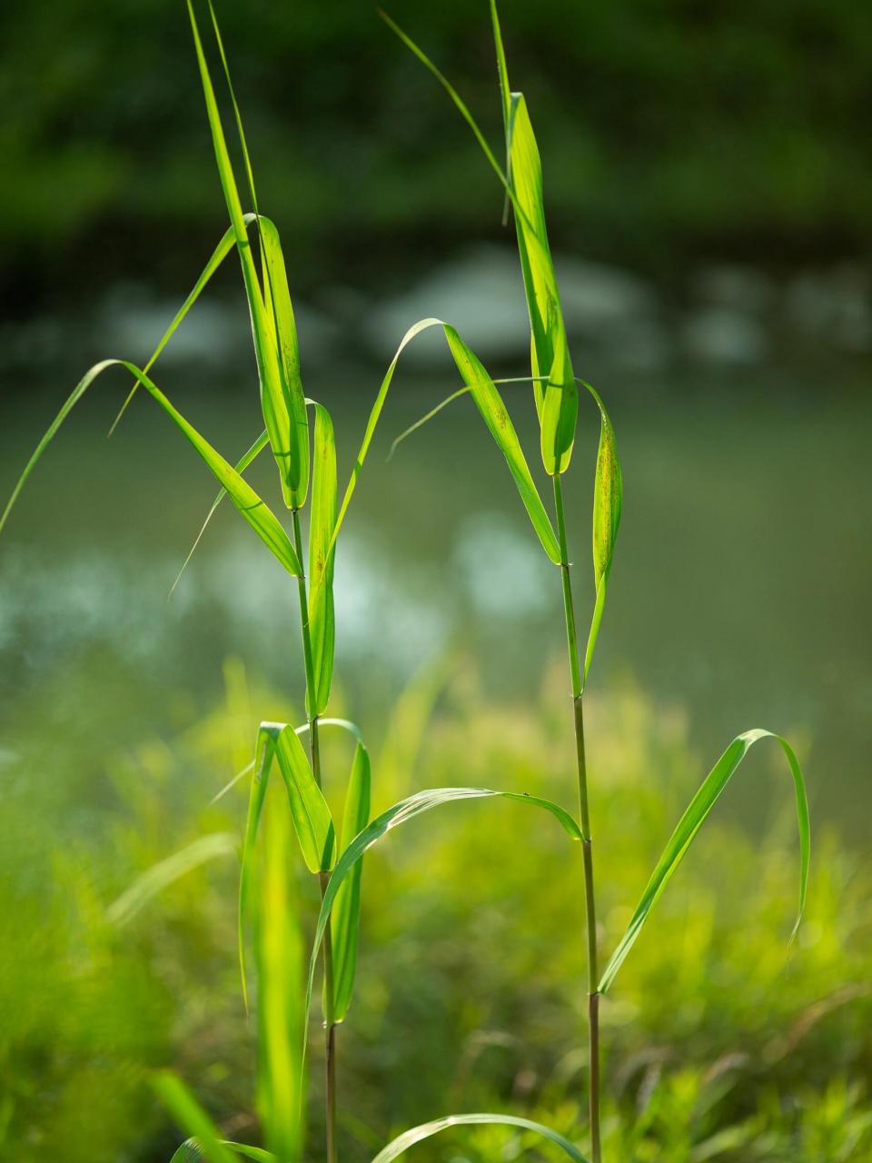 夏天的芦苇 ,你能认得出吗? #大自然# #立夏# #芦苇
