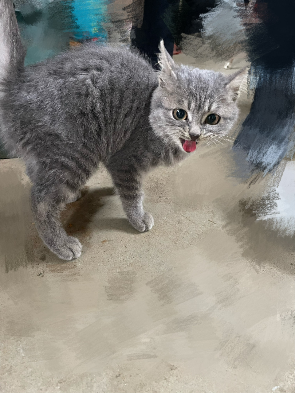 【乡村灰姑娘】居然有灰色的狸花猫耶    在乡下见到的小咪,多少有点