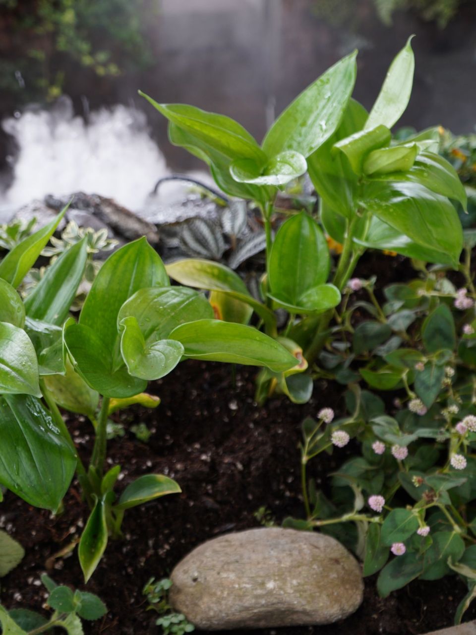 耐阴植物(四) 散斑竹根七 散斑竹根七02 disporopsis aspersa 94