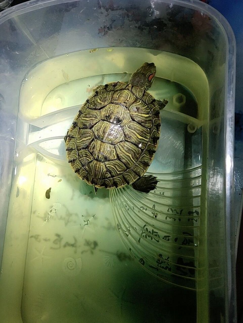 巴西龟背上有黑块,请问是生病了吗?