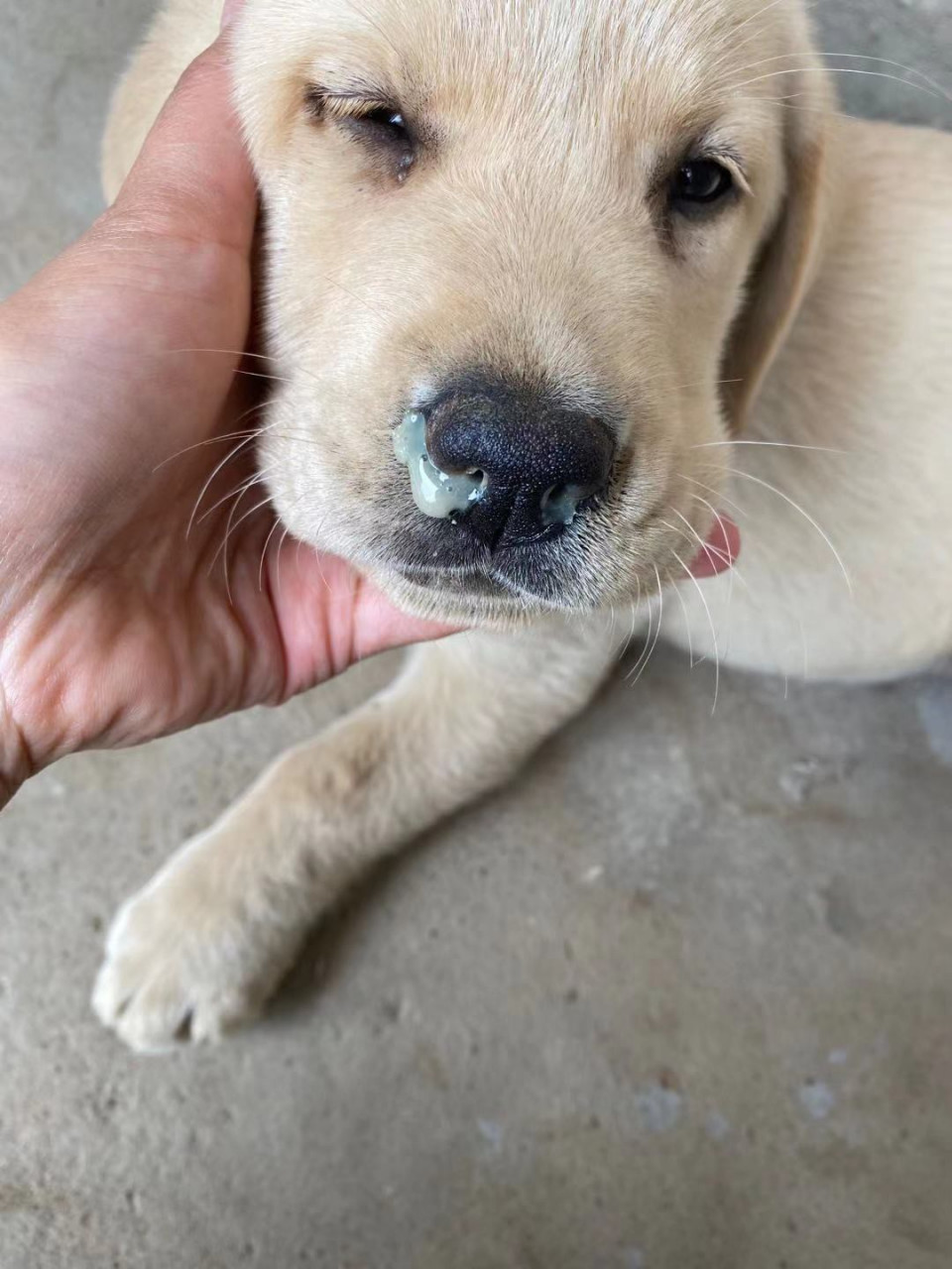 狗狗流鼻涕怎么弄 狗狗生病也是非常正常的一件事情,人都有生老病死