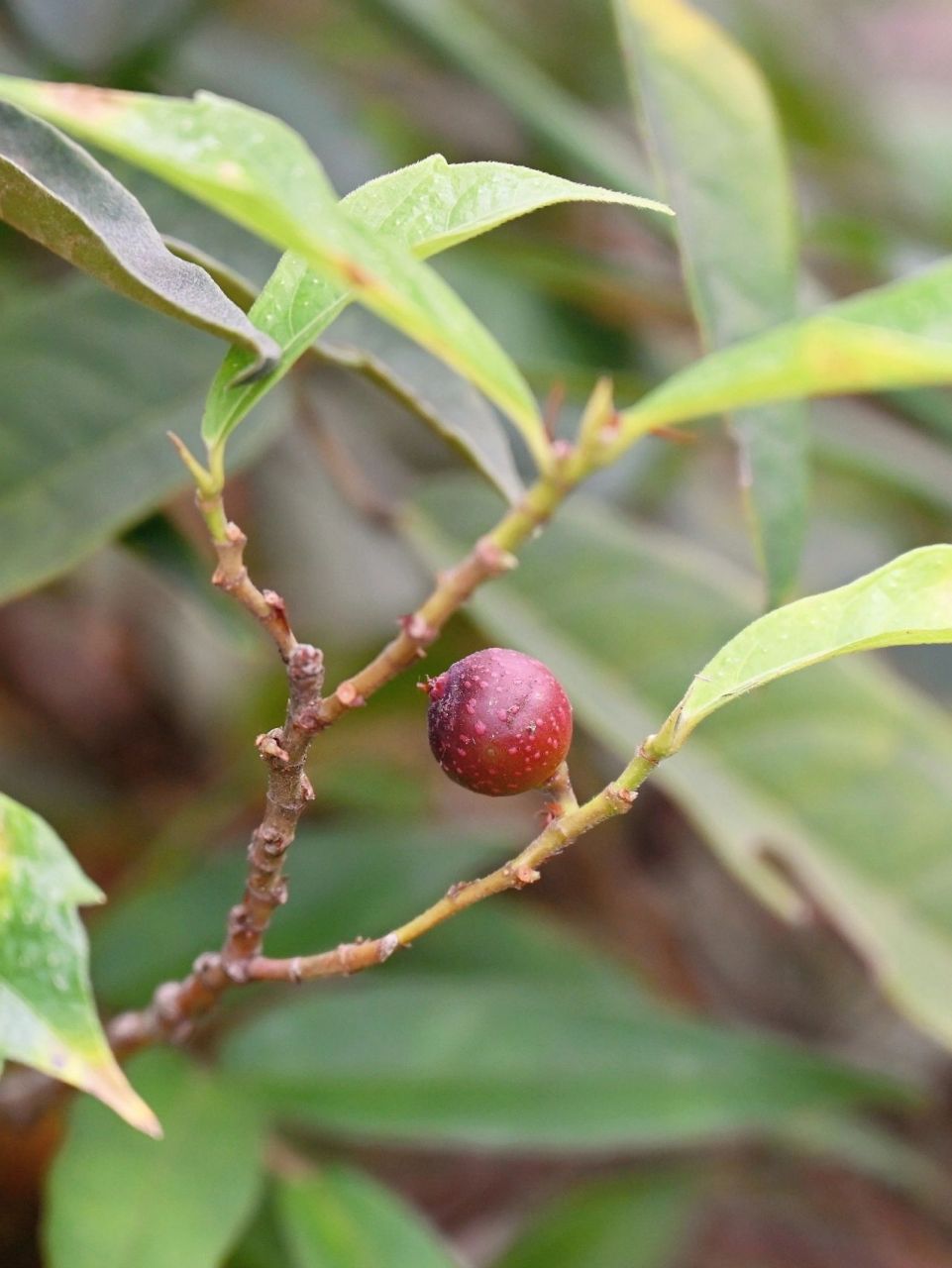 【果之语】牛奶子 学名:菱叶冠毛榕.一种野果,可食,甜而多汁.