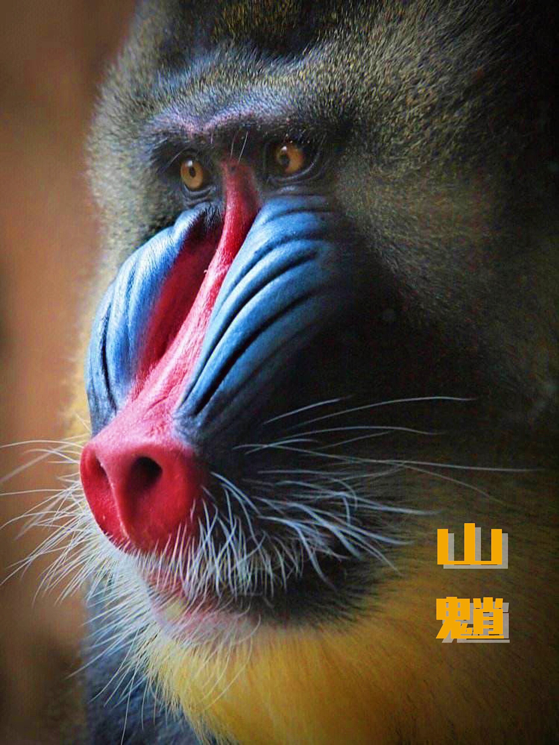 每天认识一种动物001/山魈