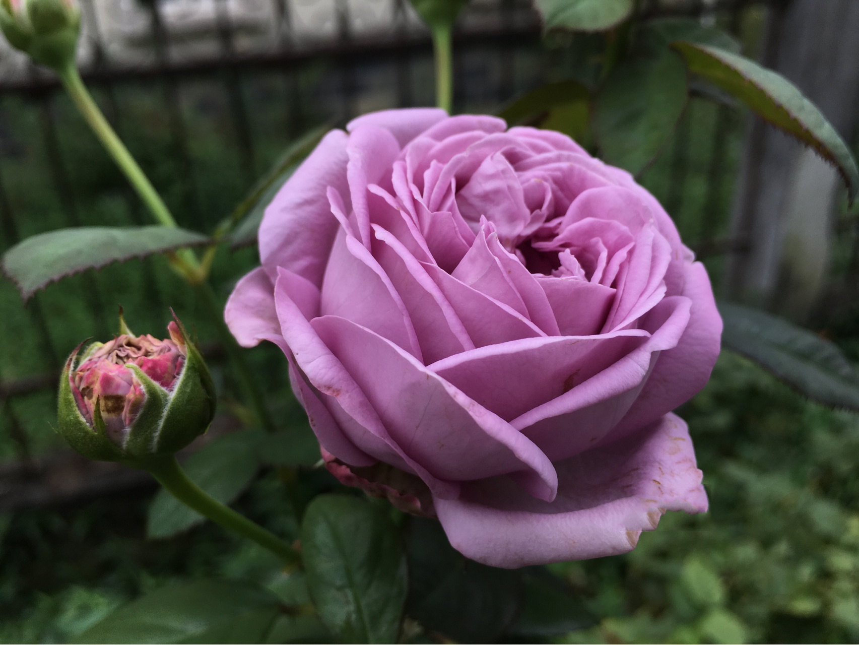 蓝紫色月季中不可忽视的品种   微蓝 微蓝是一款来自德国的月季,叶片