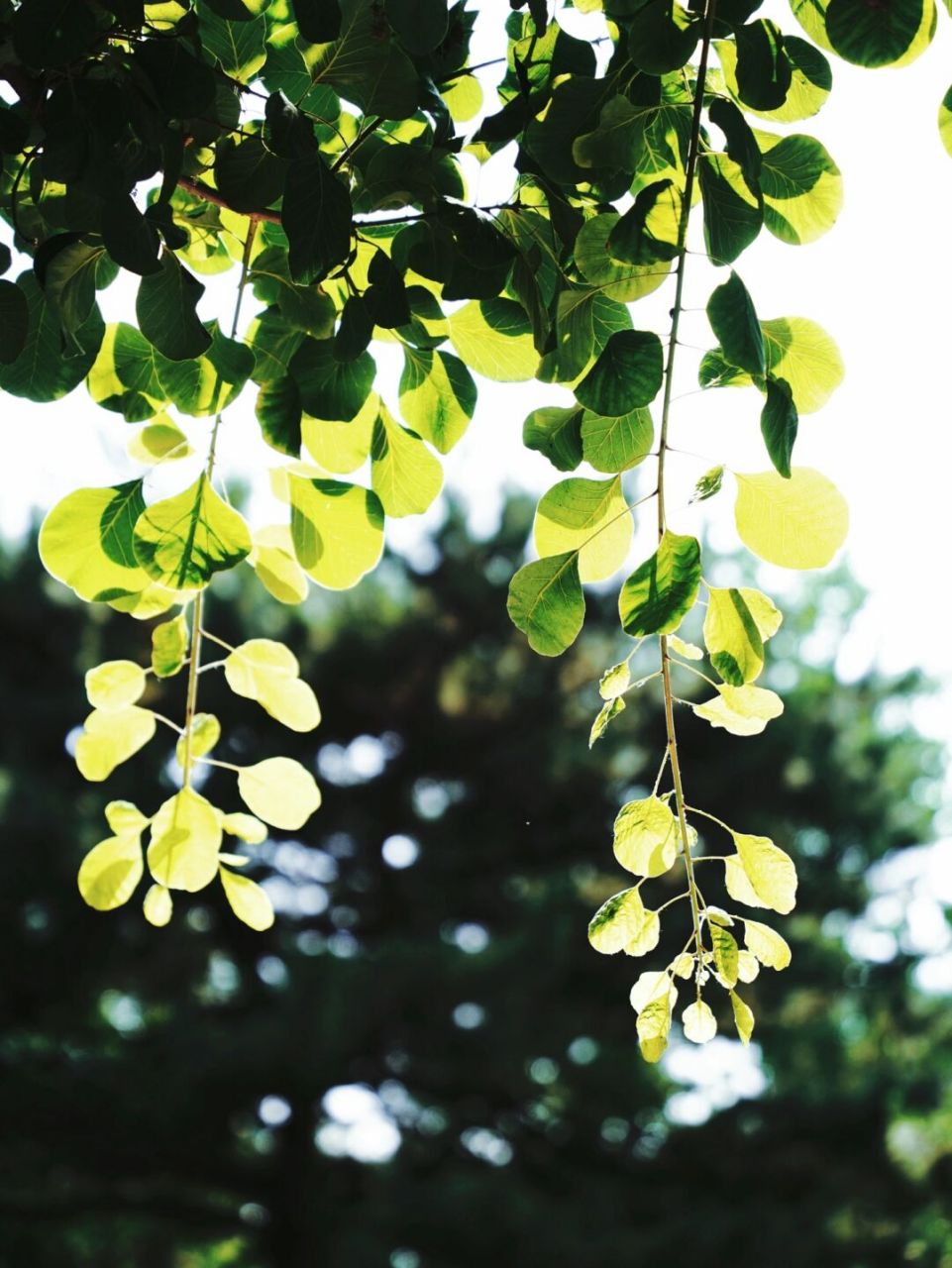 适合阴天·雨天的高级绿调色|95小森林静谧绿 如果出去玩下雨了也不
