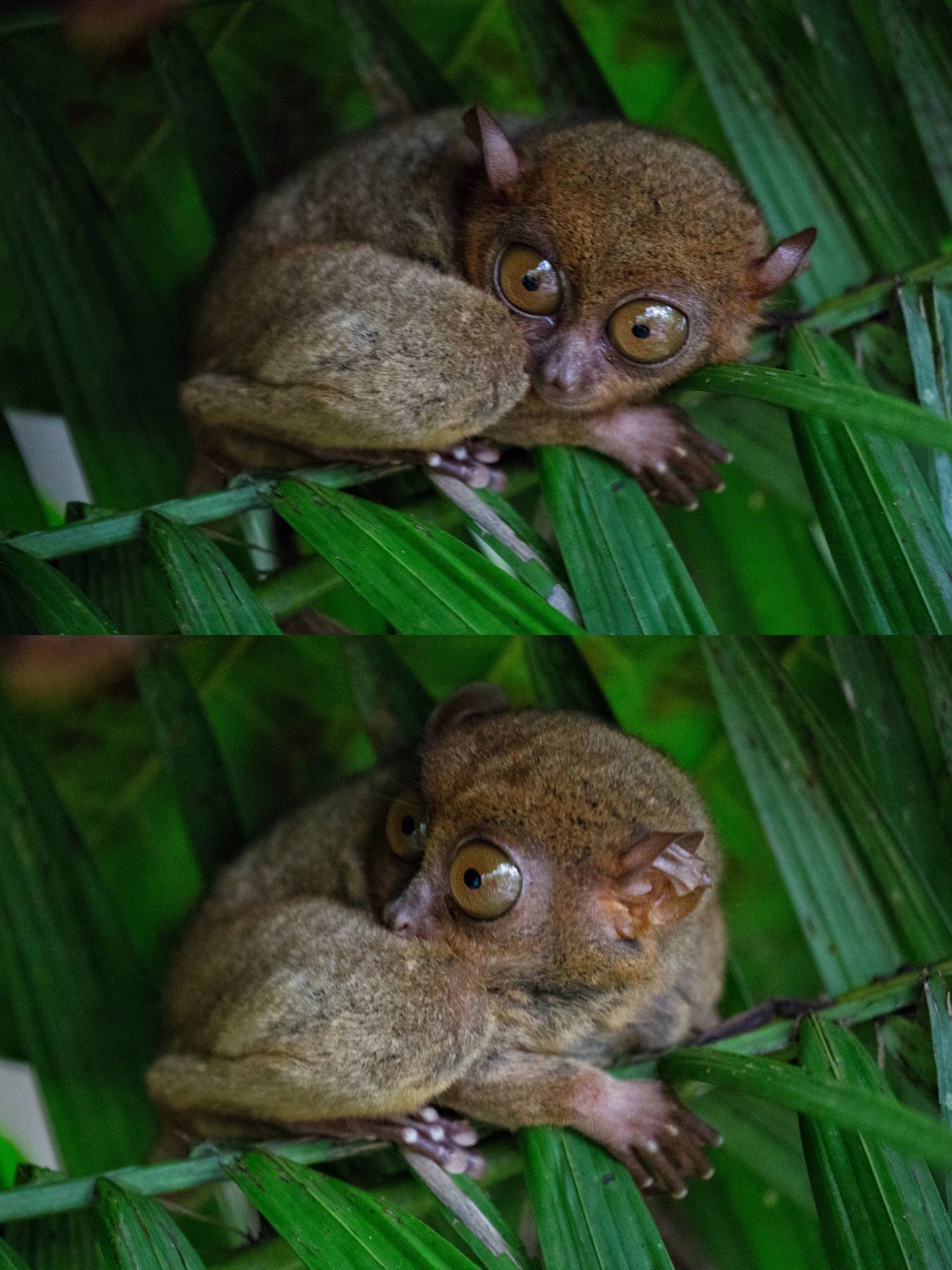 摄影|菲律宾国宝眼镜猴