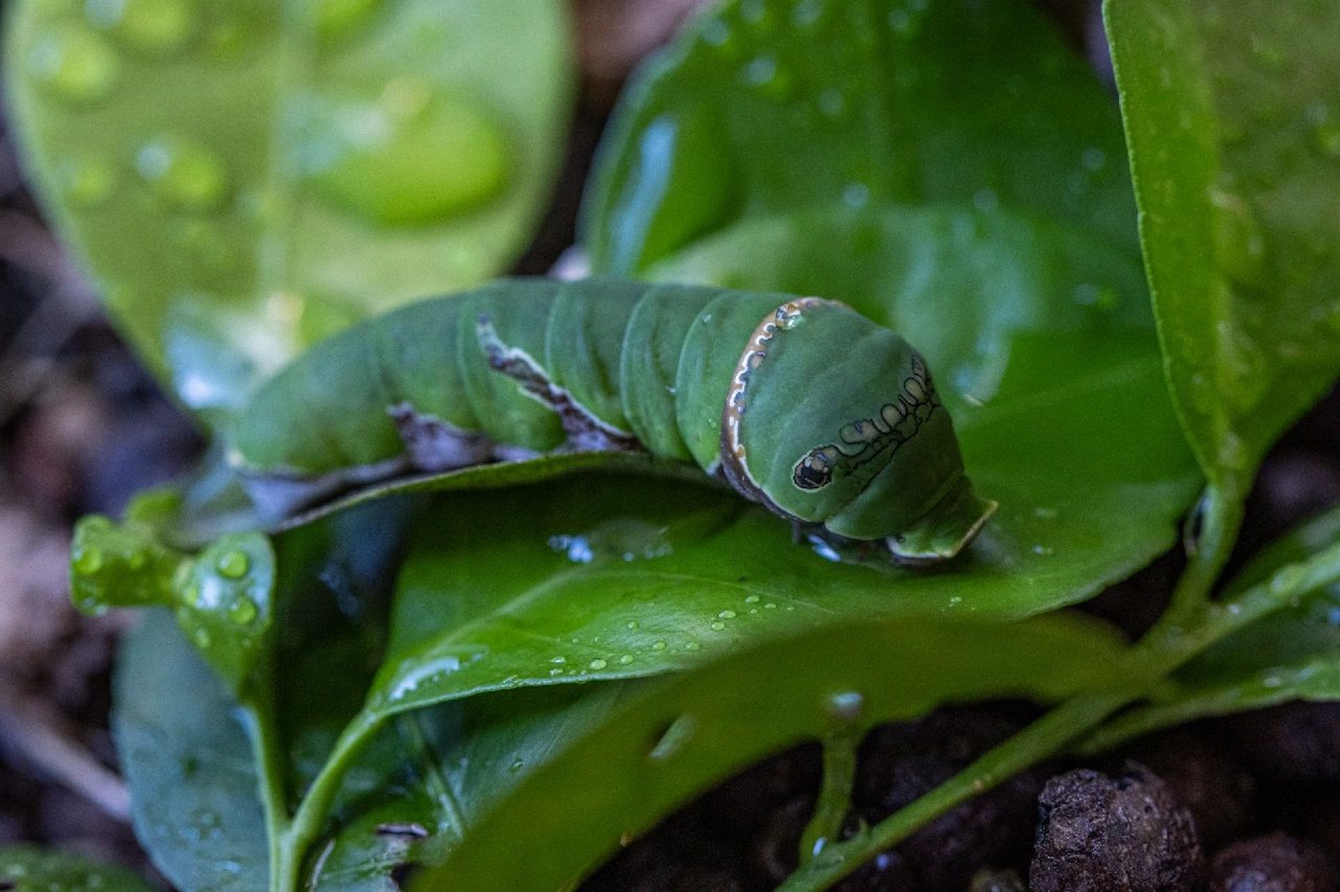阳台上的萌宠大青虫   今早看到橘子树总算又长新
