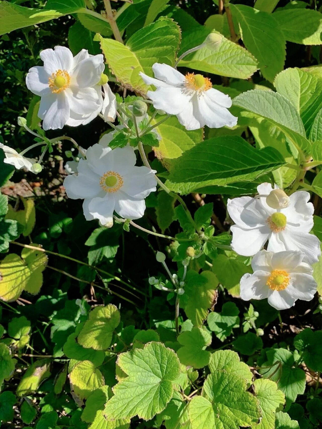 53(淡淡的爱) 每日一花 打破碗花花 学名:anemone hupehensis lemoine