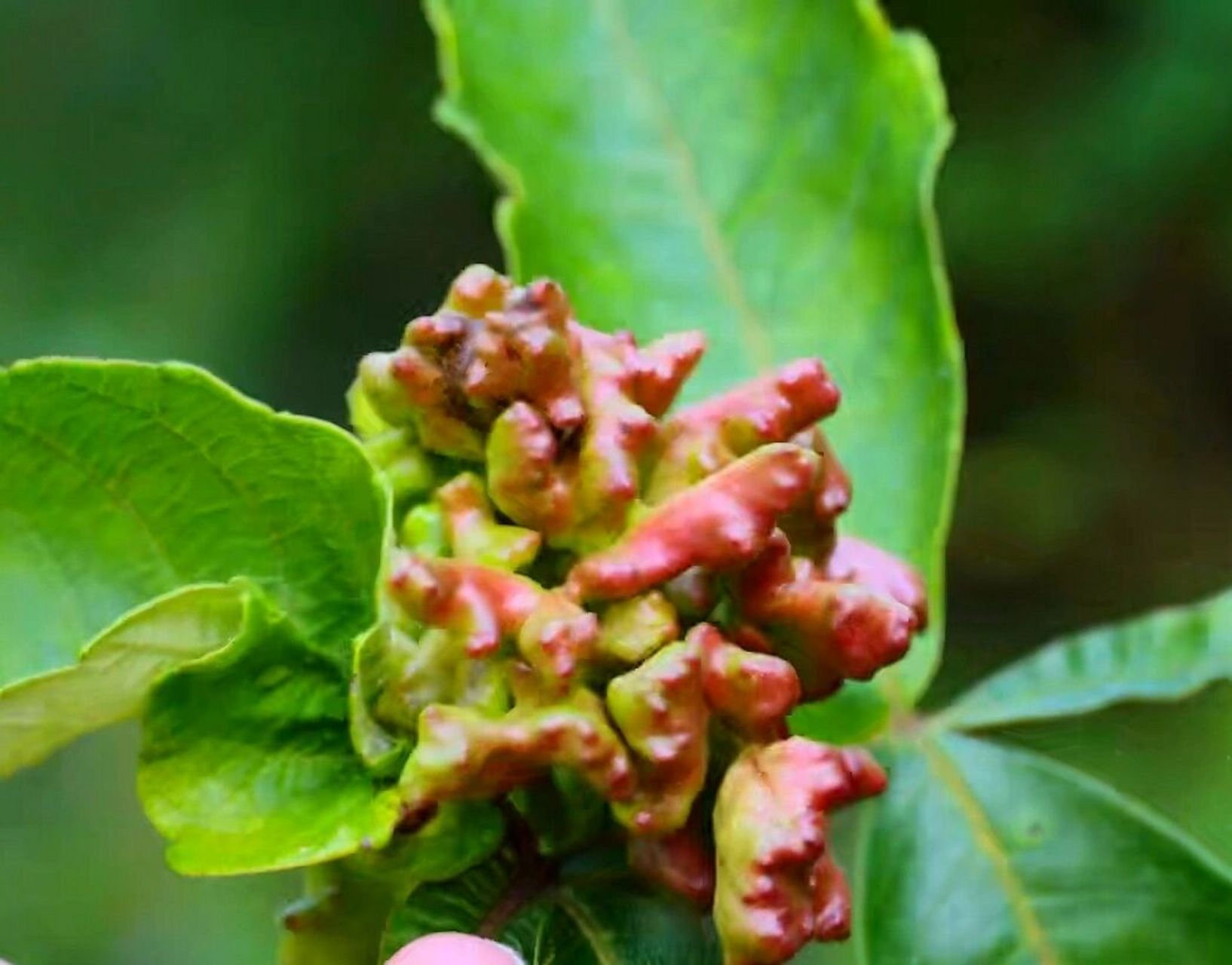 五倍子 wǔ bèi zǐ(别名:五倍) 《雷公炮制药性解》李中梓 味苦,酸,