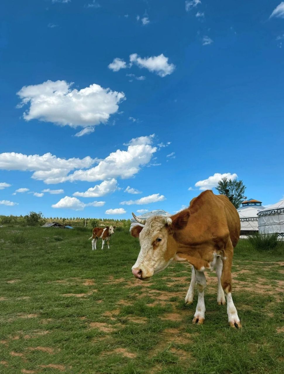 鄂尔多斯—苏泊罕大草原 内蒙很大,打车又不是很方便 我们是租车自驾