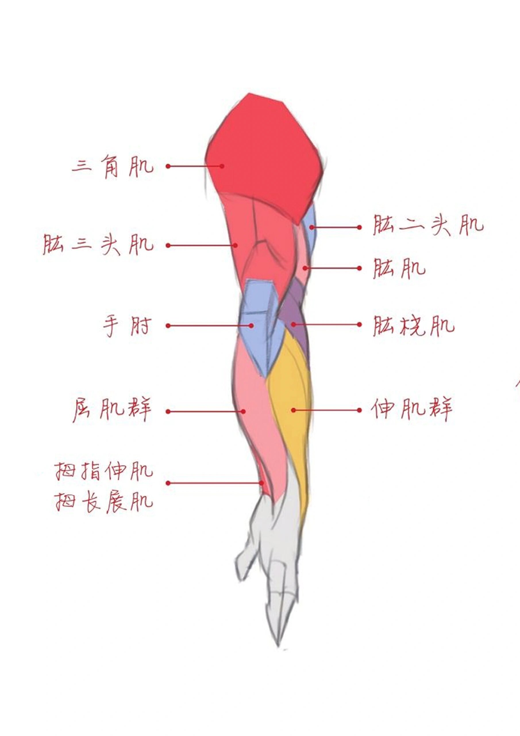 手臂构成结构示意图图片