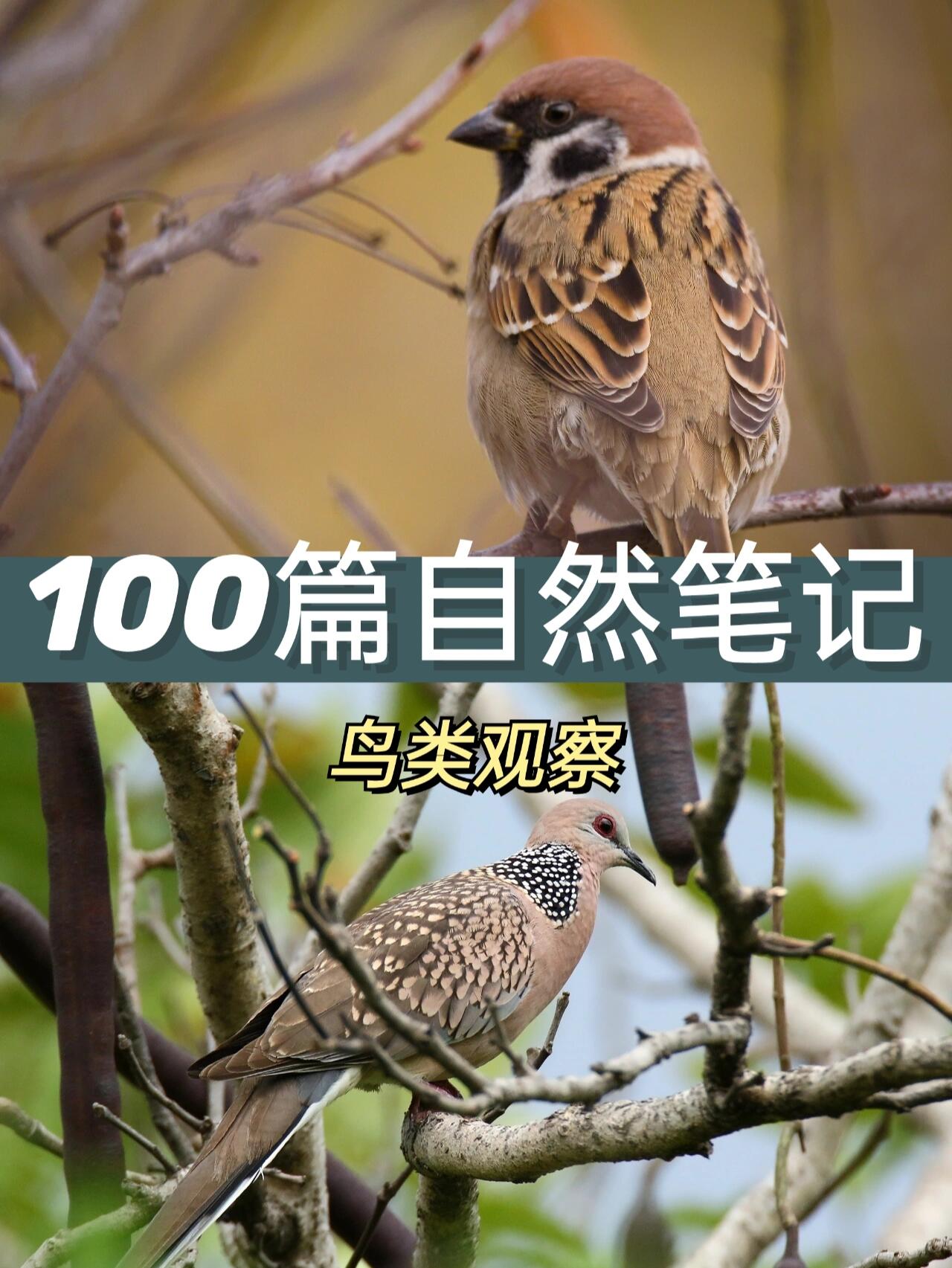 自然笔记12|给小区的鸟类建个档案