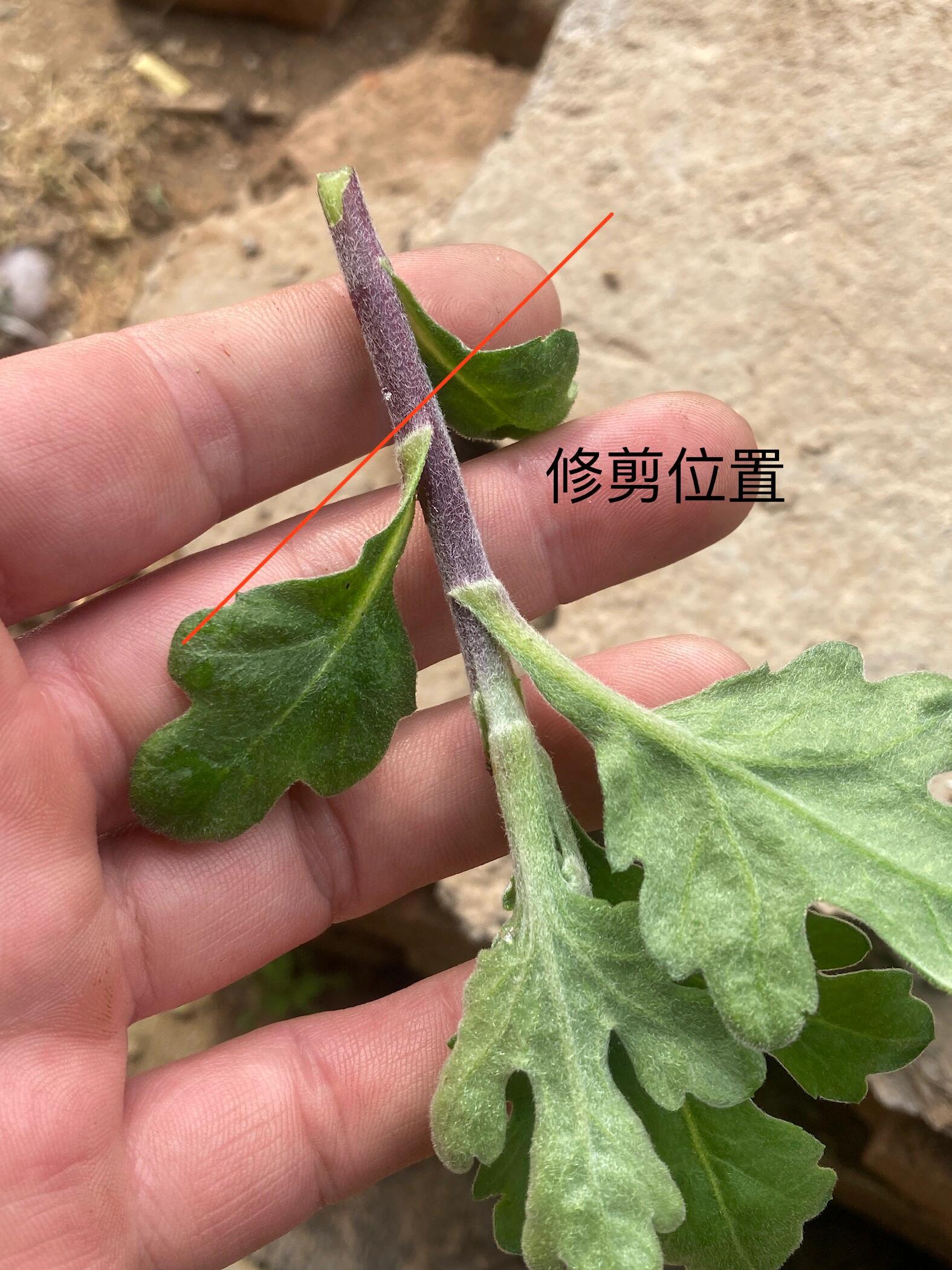 勋章菊修剪图片