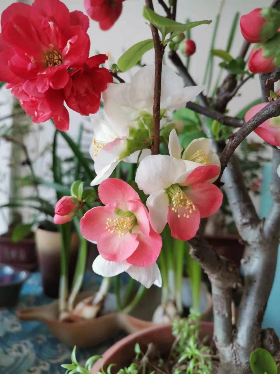 东洋锦海棠  东洋锦海棠