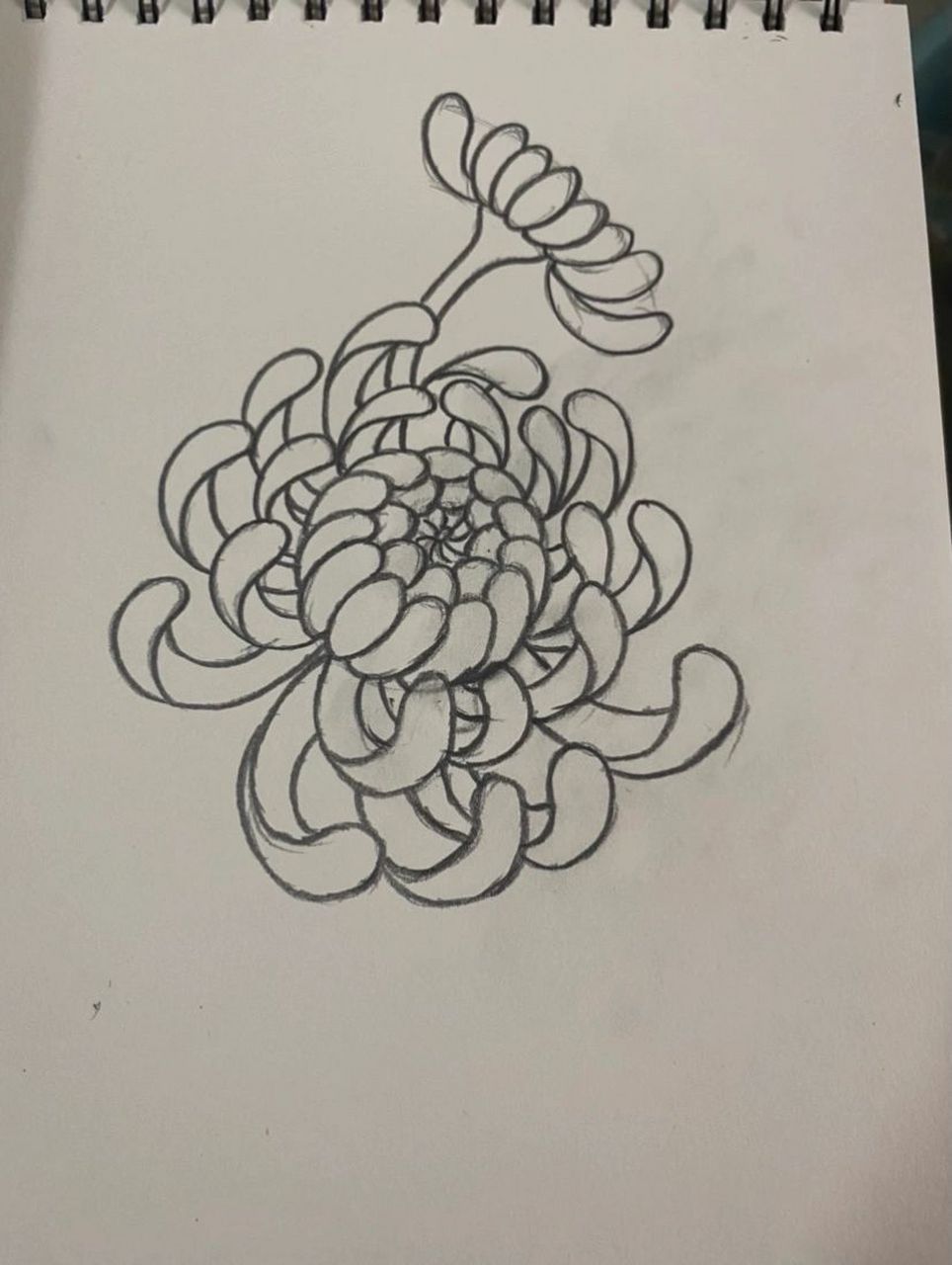 菊花绘画步骤 每天更新绘画方法