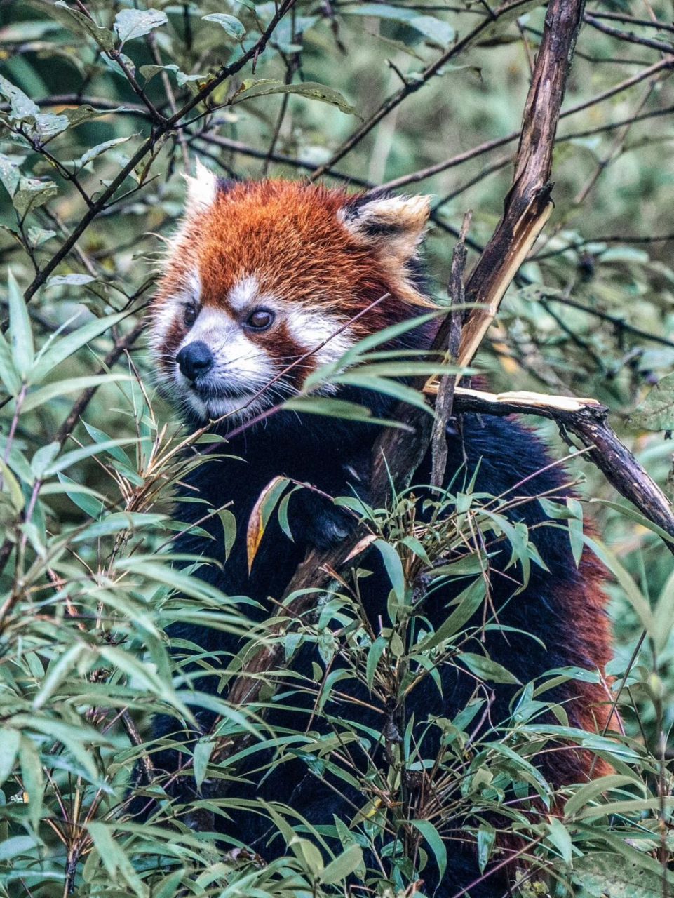 今天是国际小熊猫日,发一组我在瓦屋山国家森林公园拍摄的野生小熊猫