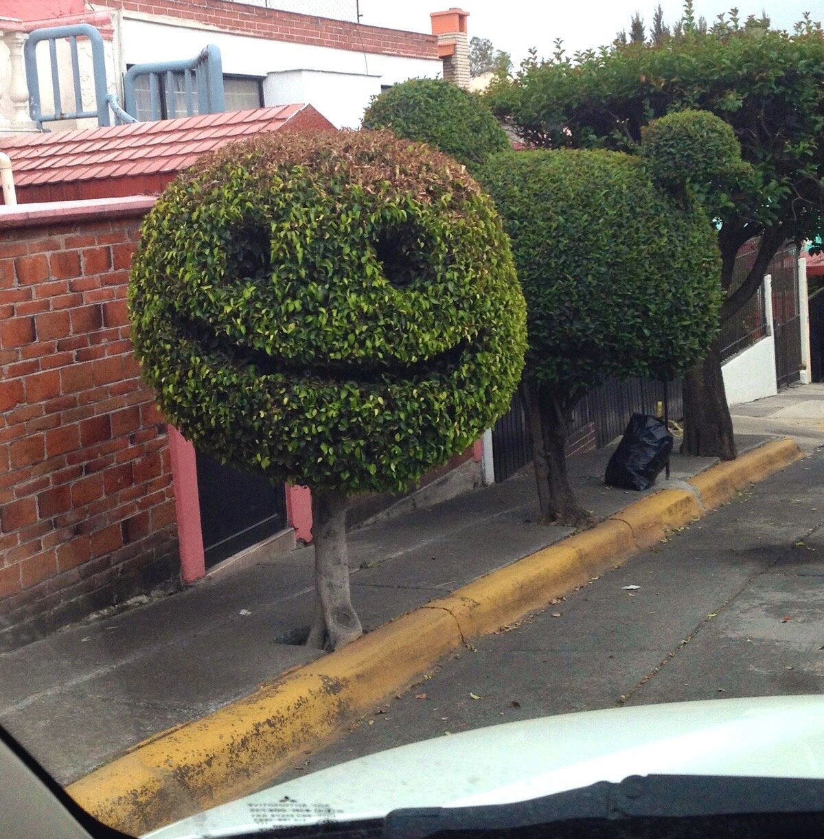 9款植物表情包,你pick哪个?