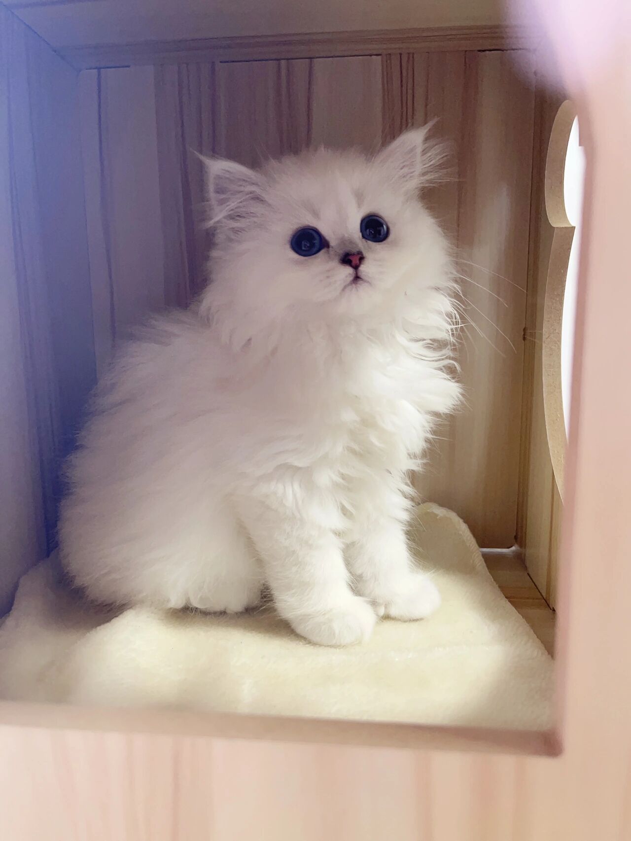 长毛银点猫猫.个人原因养不了了 仙女喵本喵了. 个人原因养不了了.