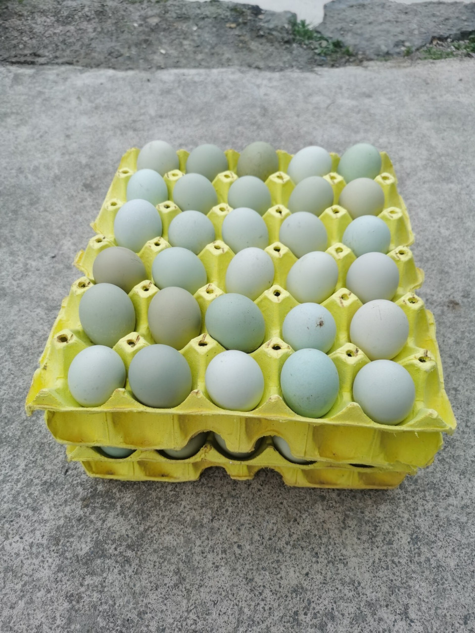 绿壳土鸡蛋 咯蝈蛋,正宗散养乌骨鸡和麻羽绿壳蛋鸡. 	 绿壳鸡蛋和普通