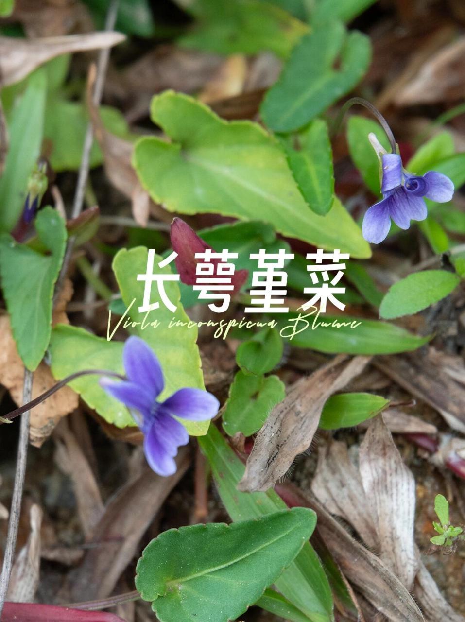 长萼堇菜 长萼堇菜 viola inconspicua 广州太子坑公园2月底拍的,识别
