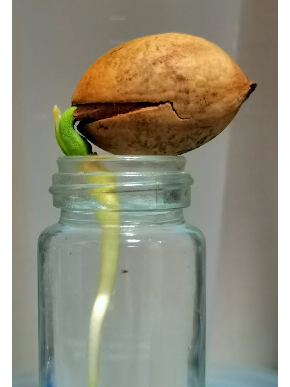 可爱的日记|铁树种子成长记2 3月21.