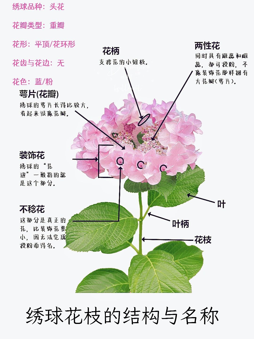 花的结构 示意图图片