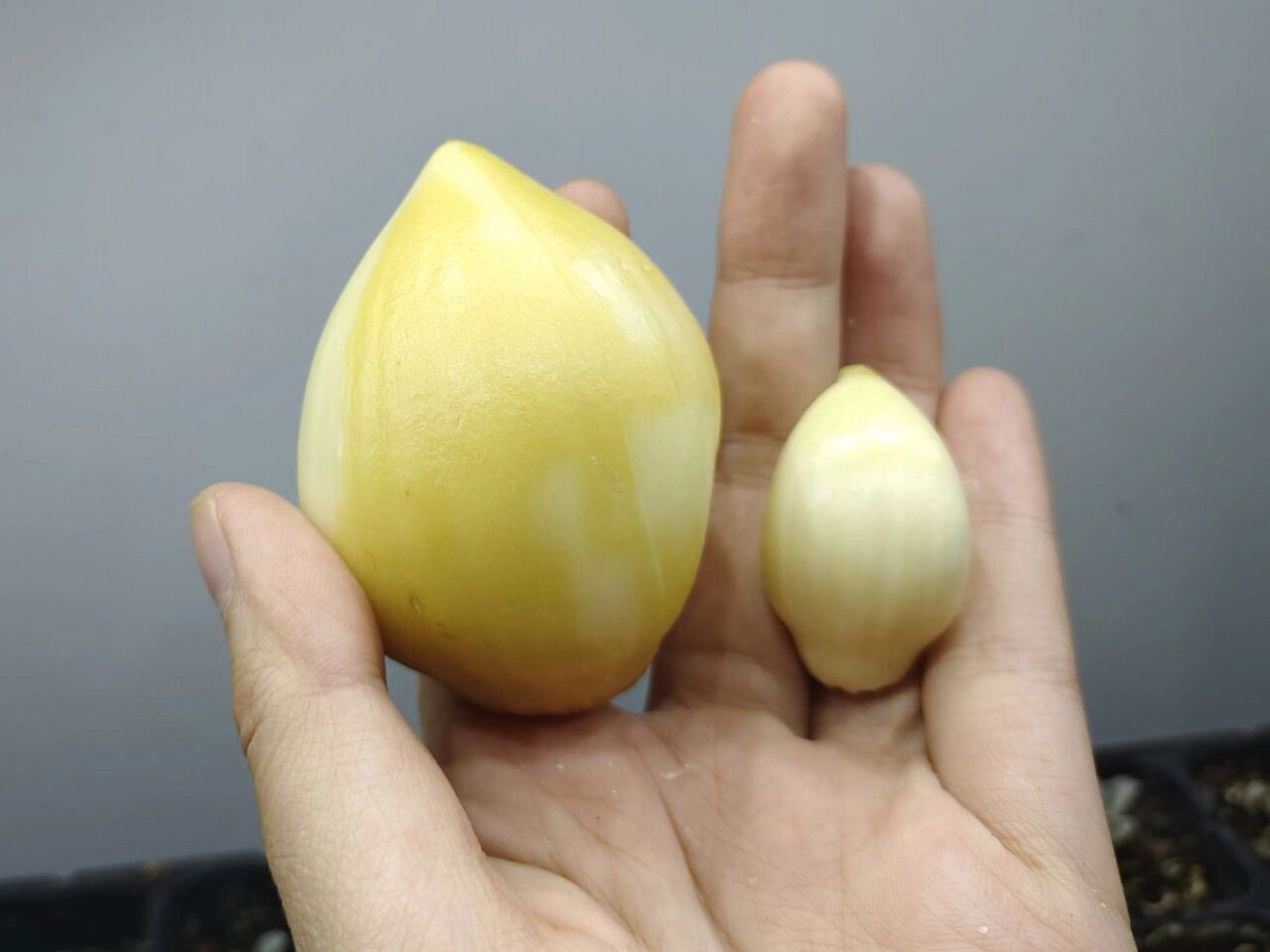 【象蒜|elephant garlic】 好久前就想拥有它终于买到了