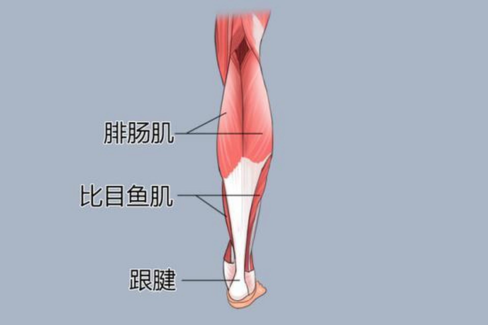 第三腓骨肌图片