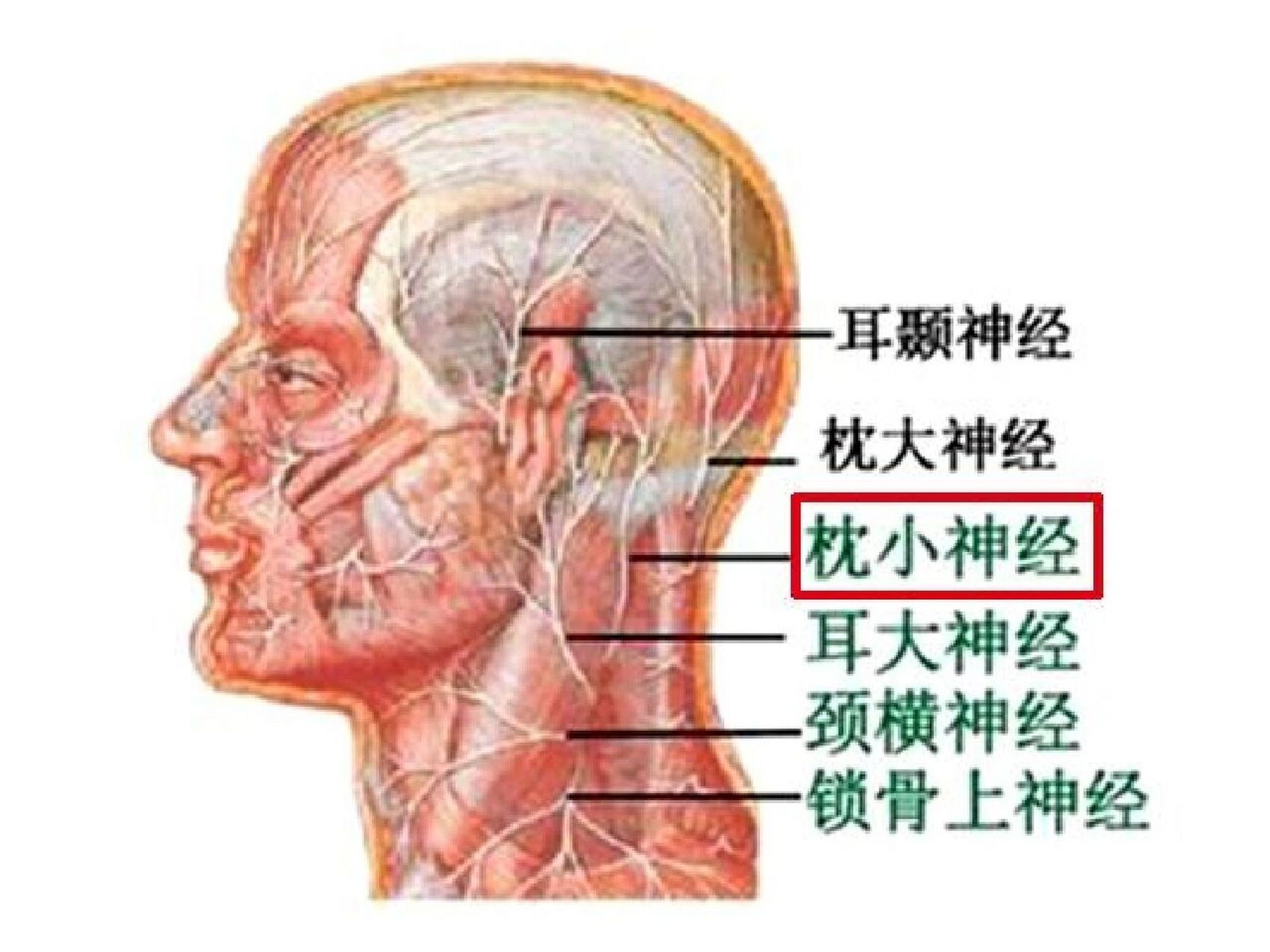 耳朵后面图片结构图图片